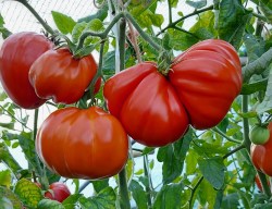 pomodoro di suore e frati